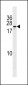 ZNF580 Antibody (Center)